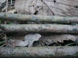 Rindenbrecher EUTYPELLA, Foto 9