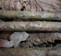Rindenbrecher EUTYPELLA, Foto 10