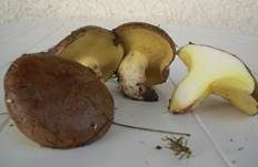 Ringloser Butterpilz, Foto 17
