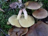 Ringloser Butterpilz, Foto 7