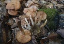 Ringloser Hallimasch, Foto 14