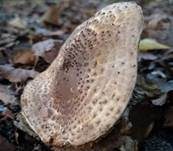 Ringloser Stachelschirmling, Foto 6
