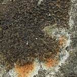 Rinnige Melanelie, Foto 8