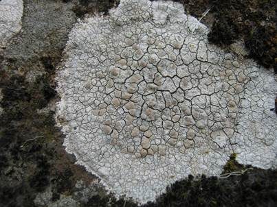 Rissige Krustenflechte, Foto 2