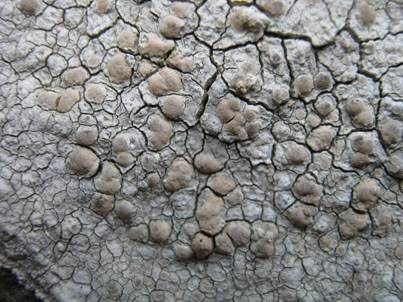 Rissige Krustenflechte, Foto 3
