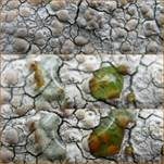 Rissige Krustenflechte, Foto 10