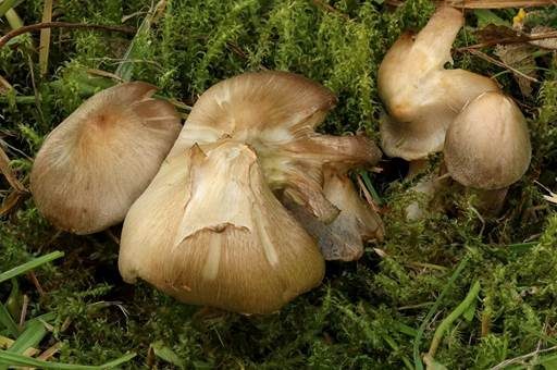 Risspilzähnlicher Erdritterling, Foto 2
