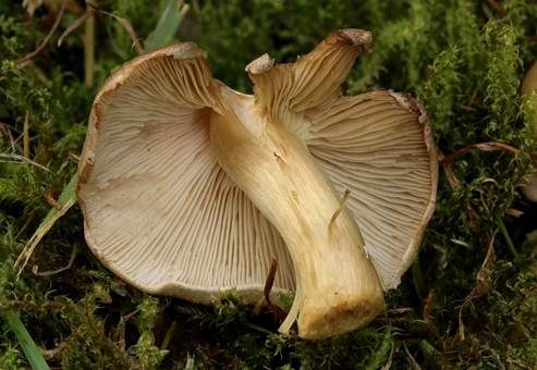 Risspilzähnlicher Erdritterling, Foto 3