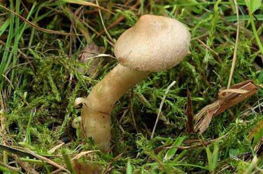 Risspilzähnlicher Erdritterling, Foto 4
