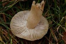 Risspilzähnlicher Erdritterling, Foto 5