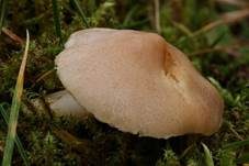 Risspilzähnlicher Erdritterling, Foto 6