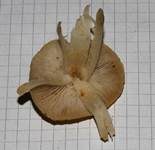 Risspilzähnlicher Erdritterling, Foto 7