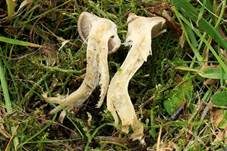 Risspilzähnlicher Erdritterling, Foto 8