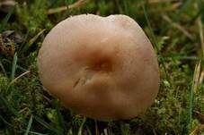 Risspilzähnlicher Erdritterling, Foto 9