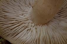Risspilzähnlicher Erdritterling, Foto 10