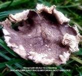 Risspilzähnlicher Erdritterling, Foto 11