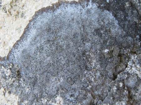 Blaue Warzenflechte, Foto 2