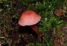 Rosa Helmling, Foto 39