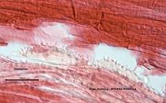 Rosa Helmling, Foto 59