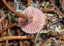 Rosa Helmling, Foto 8