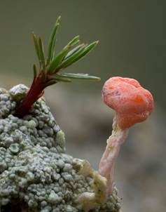 Rosa Köpfchenflechte, Foto 5