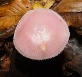 Rosa Rettichhelmling, Foto 12