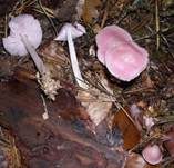 Rosa Rettichhelmling, Foto 16