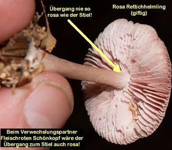 Rosa Rettichhelmling, Foto 5