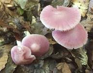 Rosa Rettichhelmling, Foto 7