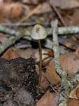 Blauender Düngerling, Foto 18