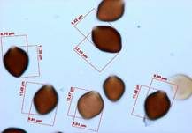 Blauender Düngerling, Foto 23