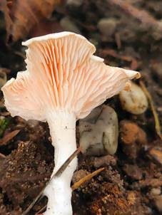 Rosa Trichterling, Foto 3