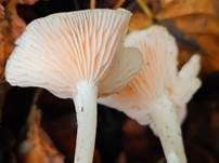 Rosa Trichterling, Foto 5