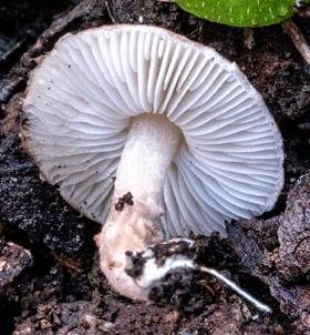 Rosabrauner Wollstielschirmling, Foto 4