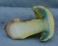 Blauender Königsröhrling, Foto 6