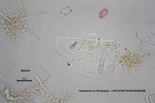 Rosafarbener Rindenpilz, Foto 29