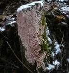 Rosafarbener Rindenpilz, Foto 6