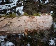 Rosafarbener Rindenpilz, Foto 8