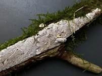 Rosagetönte Wachskruste, Foto 7