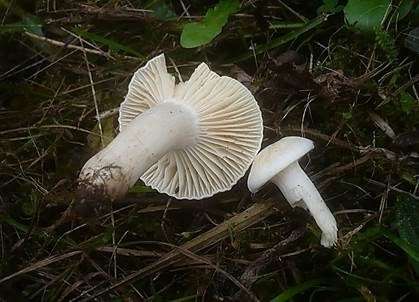 Albino Orange-Ellerling, Foto 2