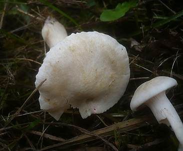 Albino Orange-Ellerling, Foto 3