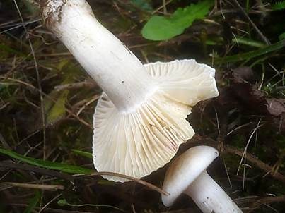 Albino Orange-Ellerling, Foto 4