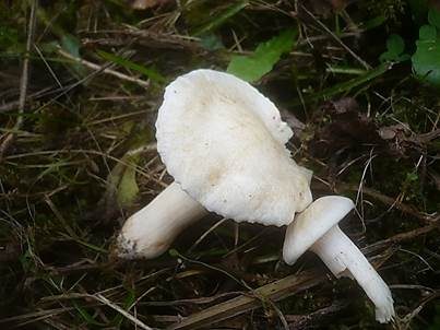 Albino Orange-Ellerling, Foto 5