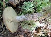 Blauender Rasling, Foto 7