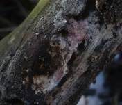 Rosaroter Wachsporling, Foto 8
