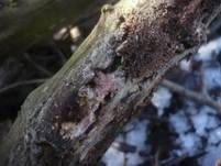 Rosaroter Wachsporling, Foto 9