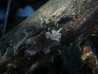Rosaroter Wachsporling, Foto 11