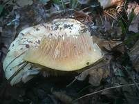 Rosascheckiger Milchling, Foto 13