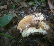 Rosascheckiger Milchling, Foto 7