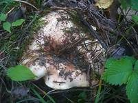 Rosascheckiger Milchling, Foto 8